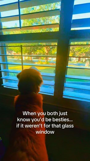 When Disney hasn’t called yet, so you make your own nature movie! 🦌🐾❤️ #doghumor #goldenretriever #dogsofinstagram #petsofinstagram | Finley the Golden