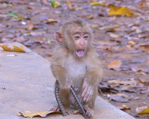 24K views · 630 reactions | Oh no.. Trillion pity baby monkey Leo look very weak crying very emotional low sound empty belly | Monkey Jane Family | Facebook