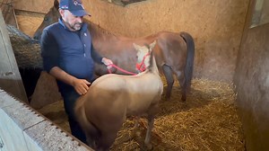 52K views · 3K reactions | Lots of people asking for foal updates ! Well here yesterday’s video of them both . Indie - Ann is 6 weeks old and Major Jackpot is 3 weeks old . Our shop : https://steve-young-horsemanship.myshopify.com Join our community private group here : https://www.facebook.com/share/Y4XasEKKWyB68Pw7/?mibextid=K35XfP | Steve Young horsemanship | Facebook