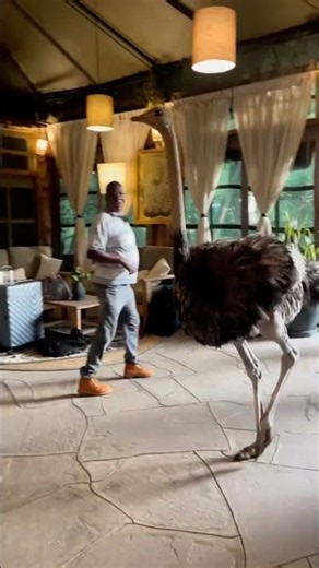Is the Maasai Mara Ostrich Secretly a Symbol of Kenya’s Wildlife Crisis?