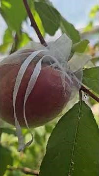 My Fruiting Nectarines - Grown From Seeds #peaches #peach #nectarine #nectarines