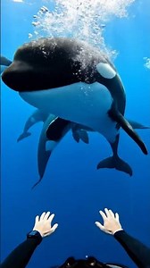 Ocean Predators Caught on Camera