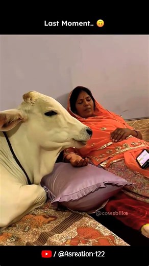 Vrinda Bed se Hatt hi nhi rhi thi, phir kya hua😝#cowsblike #talkingcow #shorts #smallcow #cute#funny