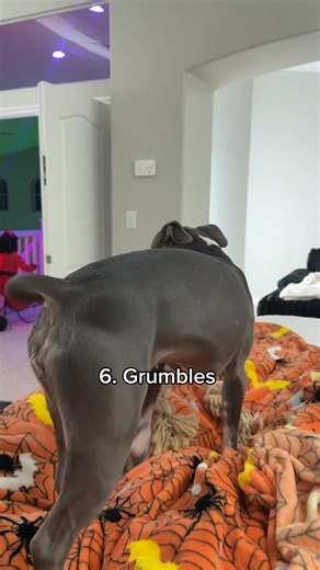 1.7M views · 73K reactions | Part 2  #dogsoffacebook #dogsoffb #pitbull #doglover #funnyvideos #funnyreels #reels #pets #cuteness | Knight & Aston | Facebook