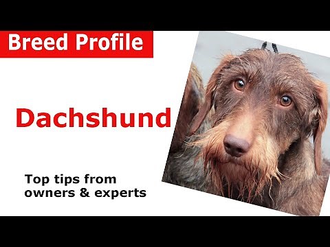 Dachshund Dog Breed Guide