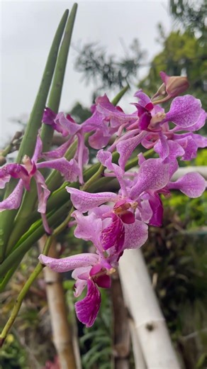 Tree frogs 🐸 singing for the beauty #orchids #orchidworld