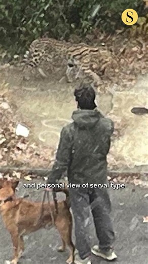 Exotic Cats Spotted in Baltimore Neighborhood