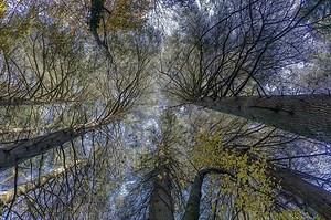 La forêt française ? L’héritage d’une gestion forestière pluricentenaire