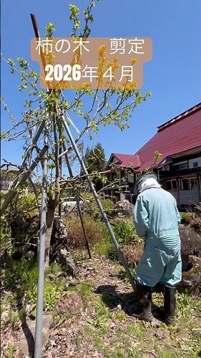 柿の木 剪定 2026年４月 #japan #niigata #農業