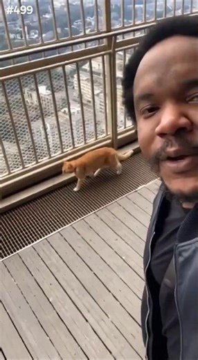 there's a cat on the top of the Eiffel tower