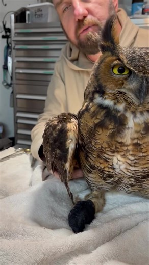 This Great Horned Owl was found completely entangled in fishing line, hanging from a tree. 😔 A kind gentleman cut it down and brought it to us. ~Susan | Wild Heart Ranch