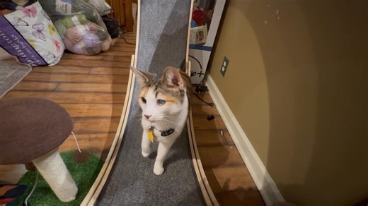 56K views · 2.5K reactions | Cat wheel asmr #cat | Holly Auna | Facebook