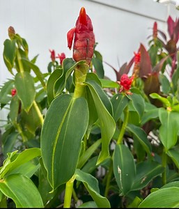 Red Button Ginger Lily - Etsy