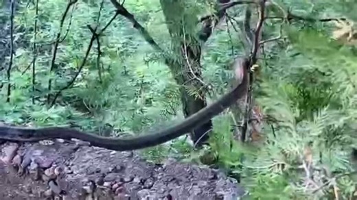 被毒蛇咬伤如何科学救治？