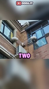 40M views · 583K reactions | This Cat Bridge is GENIUS! 易 #reelsviralシ #reelsfbシ #viralvideoreelsfb #shortvideofbreels #viralreels #facebookreelsusa #fbreels #shortvideoviralreels #reelstrending | Stories of Light | Facebook