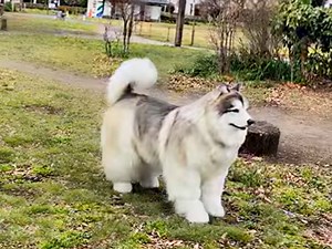 Japanese man living as a dog updates his canine costume