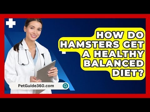 How Do Hamsters Get A Healthy Balanced Diet? - PetGuide360.com