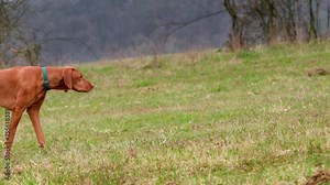 Beautiful male hungarian vizsla hunting dog pointing. The name pointer comes from the dogs instinct to point. Vizsla is type of gundog typically used in finding game.