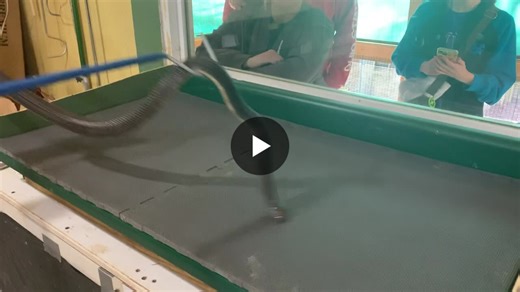 Caspian cobra ( Naja oxiana) venom extraction | Jim Harrison