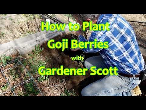 How to Plant Goji Berries