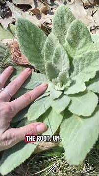 The growing stages of mullein #foraging