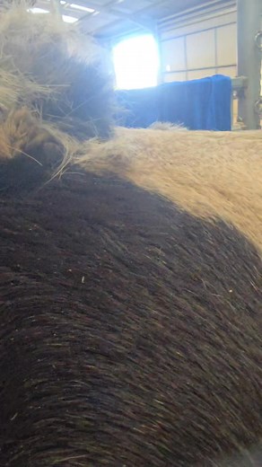 Clipping a pony with somatic mutation. Funky side shown first visit regular buckskin on the other side shown at the end. I find these things so fascinating! #horsereel #oddlysatisfying #equestrian | Jillian Scott The Clipper Queen
