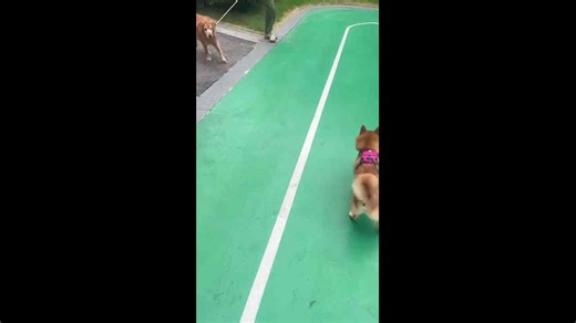 Excited Shiba Inu jumps and spins after spotting another dog in Sichuan, China