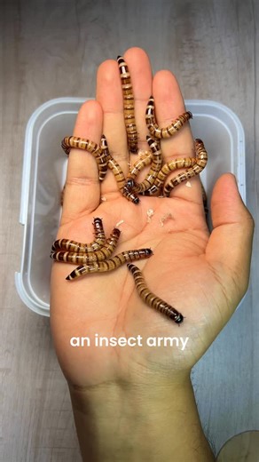 Indian Pet Keeper | I am building an insect army 🫡🦗 I received these amazing insects from @promeal.in in a package which included Mealworms, Superworms, Dubia... | Instagram