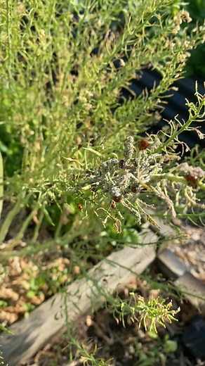 1K views | Natural pest control #ladybug #control #aphids #formyplants | Chea’s Garden | Facebook