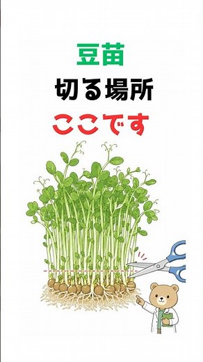 豆苗はもう一回育てられる？切る場所と水のポイント
