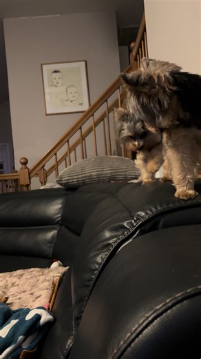 Foxy listens to everything I say 🥰 #yorkie #dogsoftiktok | yorkies