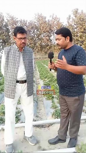 45K views · 289 reactions | Strawberry farming। | Khabar Access | Facebook