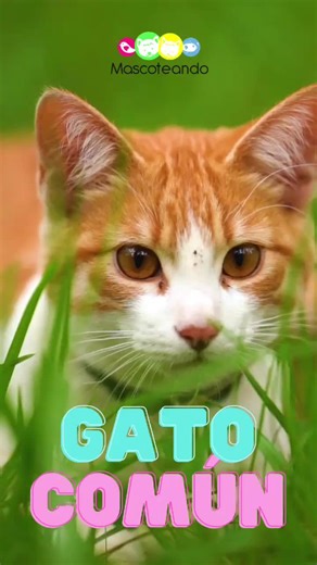 ¿Sabías que el gato común o gato mestizo es la raza de gato más popular y común en todo el mundo? #mascoteandove #mascoteando #mascotas #gato #gatos #gatocomun #gatomestizo #gatocallejero #cat #cats #catsoftiktok