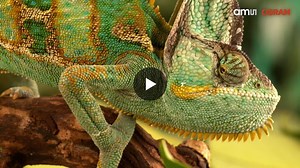 OLED Spectral Color Sensing Technology | ams OSRAM