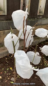 5.5M views · 33K reactions | Panen angin hasil dari angin bandung #dv | Diet Enak, Bahagia dan Menyenangkan | Facebook