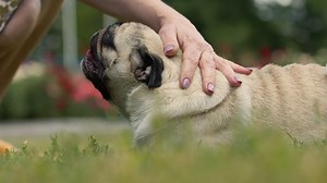 Chunky pug enjoying being petted - Free Stock Video
