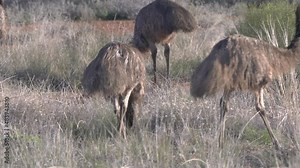tracking clip of an emu flock feeds in outback western nsw, australia