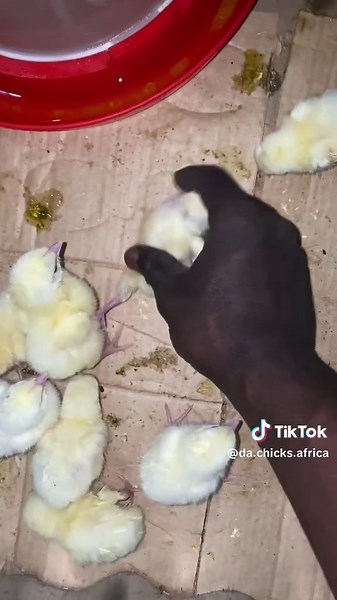 Identifying Day-Old Chick Survival Chances