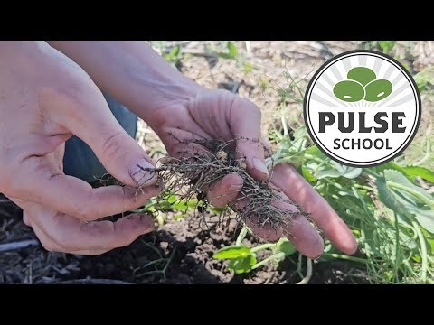 Pulse School: Scoring pulse nodulation success