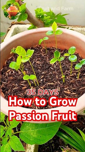 How to Grow Passion Fruit from Seeds #howtogrow #passionfruit