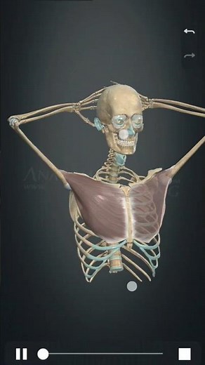 Pectoralis Major Muscle #anatomy #anatomyanimation #physiotherapy #newmusic #animation #subscribe