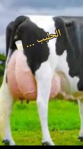 نقص الحليب ضروري .....😄 #avag | زرع و كسب