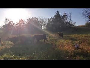 Cattle mob stampede onto new pasture.