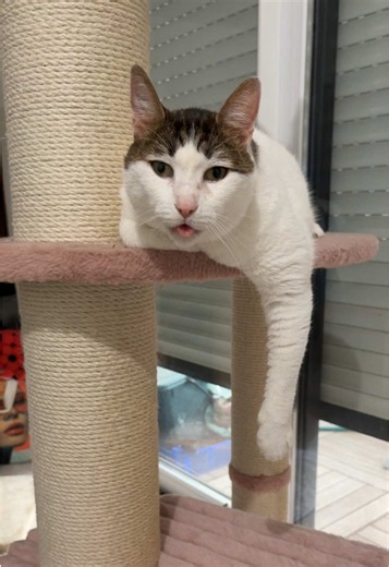 Techniques pour aider son chat pendant la canicule