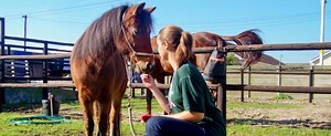 Veterinary Internships Abroad | Projects Abroad US