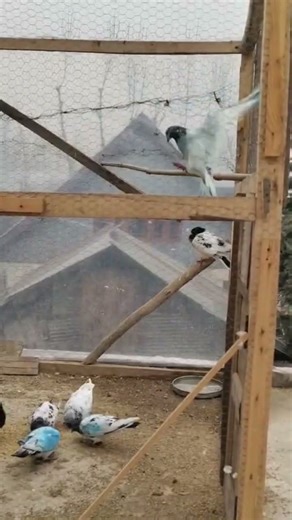 roller tummlar pigeon for sale jkRajouri #pigeon #pigeonsale #birds #pigeonhouse #pigeonnet
