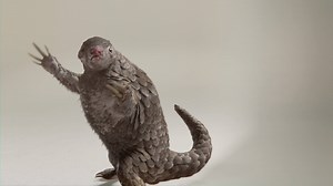 It's World Pangolin Day! Did you know pangolin is the most trafficked mammal in the world? The Nature Conservancy in China teamed up with Jackie Chan to fight poaching. | The Nature Conservancy in WA