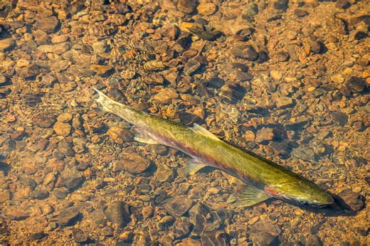 Record 30,000 Endangered Central California Coast Coho Salmon Return to Mendocino Coast Rivers