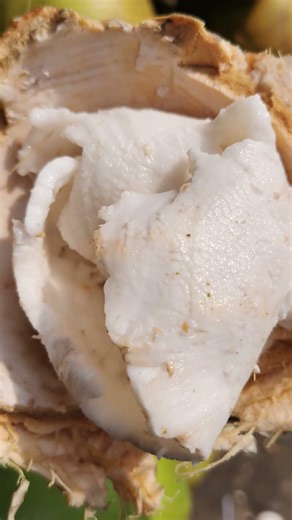 Coconut kernel #coconut