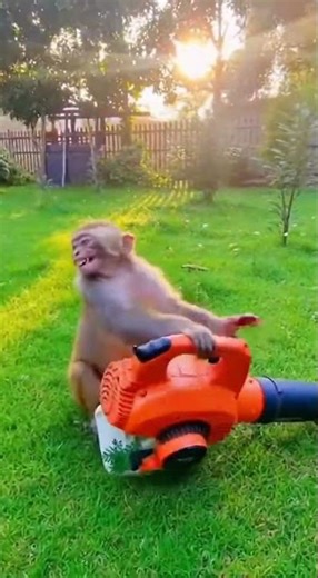PRANK GONE WILD! Monkey Blasts Ape’s Face — Instant REGRET 🤣💥